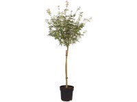 Fächerahorn Seiryu Acer palmatum Topf 6 l