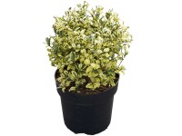 Liguster Ligustrum Container 6 l