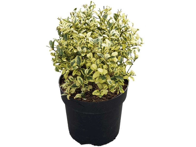 Liguster Ligustrum Container 6 l kaufen bei OBI