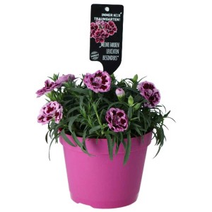 Nelke Dianthus 'Maria', gefüllte Blüten im pinken Topf.
