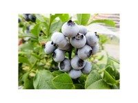 Heidelbeere North Country