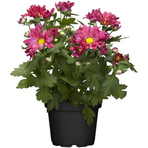 Herbst-Chrysantheme im Topf (Ø 12cm) mit pink-roten Blüten und grünen Blättern.