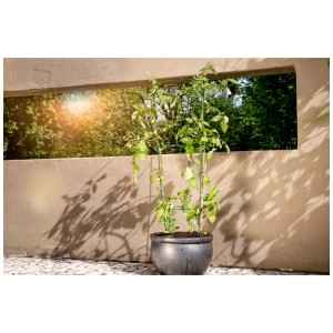 Tour à tomates Windhager en métal vert avec plant de tomate en pot. Support pour plantes grimpantes pour jardin et terrasse.