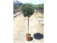 Olivenbaum Stamm Olea europaea Topf Ø 24 cm /Höhe 80 - 100 cm