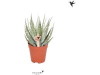 Sukkulente Aloe humilis Topf Ø 9 cm