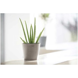 Pot de fleurs Ecopots Amsterdam Mini taupe avec plante d'Aloe Vera, Ø 17 cm.