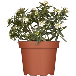 Iberis bianca in vaso, Iberis sempervirens, ideale per bordure.