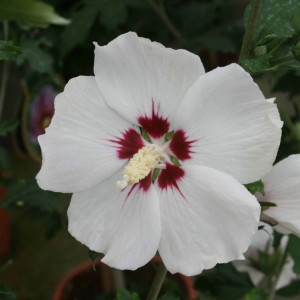 Primo piano di un fiore di ibisco da giardino bianco (Hibiscus syriacus) con centro rosso.
