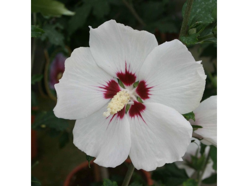 GartenEibisch Hibiscus syriacus verschiedene Sorten Topf 15 l kaufen