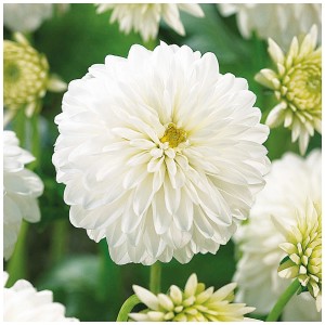 Primo piano di un fiore bianco di Dahlia Snow Cap Grow by OBI, categoria bulbi da fiore.
