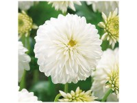 Grow by OBI Dahlie Snow Cap Weiss 1 Stk. Grow by OBI Dahlie Snow Cap Weiss 1 Stk.