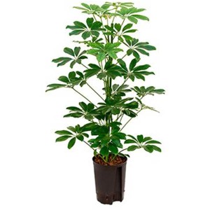 Plante hydroponique verte Schefflera en pot, hauteur env. 80-90 cm.