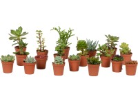 Kakteen Mix Topf Ø ca. 3,5 cm / 1 Stk.