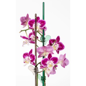 Tutore per orchidee Scheurich platino, 58cm, con fiori di orchidea rosa.