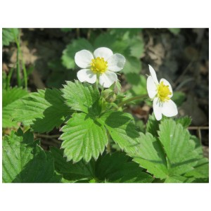 Wild-Stauden mit weißen Blüten und grünen Blättern im Topf.