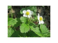 Wild-Stauden verschiedene Sorten Topf 1 l / 1 Stk.