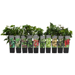 Différentes variétés de petits fruits en pot (2 l) : diversité pour le jardin.