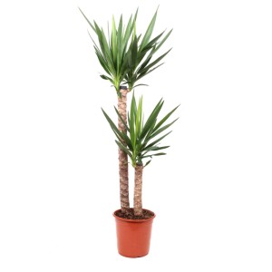 Yucca da interno in vaso, alta circa 110 cm, con due fusti e foglie verdi.