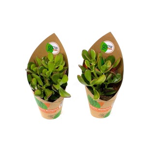 Due piante di crassula GROW by OBI in vaso marrone, Ø 12 cm. Mix di piante grasse.
