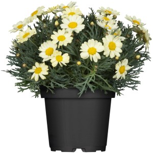 Margherita gialla (Argyranthemum) in vaso, ca. 11 cm di diametro. Pianta fiorita da vaso.