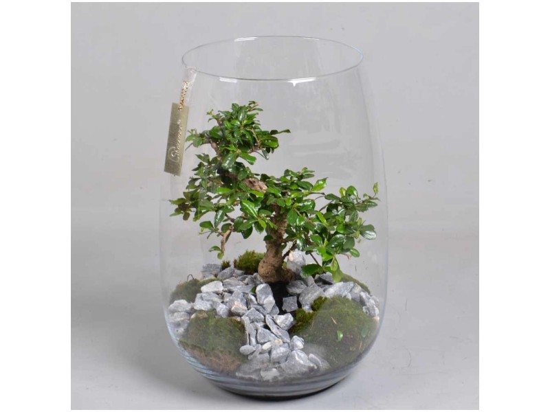 GlasWindlicht mit Bonsai Ø 27 cm kaufen bei OBI