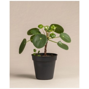 Feey Pilea peperomioides en pot, plante d'intérieur avec des feuilles rondes et vertes.