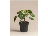 Feey Ufopflanze Bäumchen Pilea peperomioides Höhe 15 - 25 cm