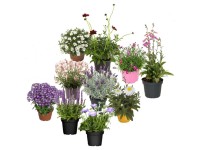 Biene Maja Sommerstauden Topf Ø 13 cm