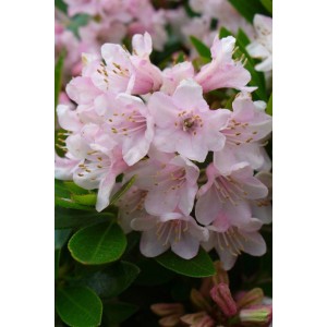 Fiori di rododendro rosa con foglie verdi. Rododendro sempreverde per giardino e balcone.