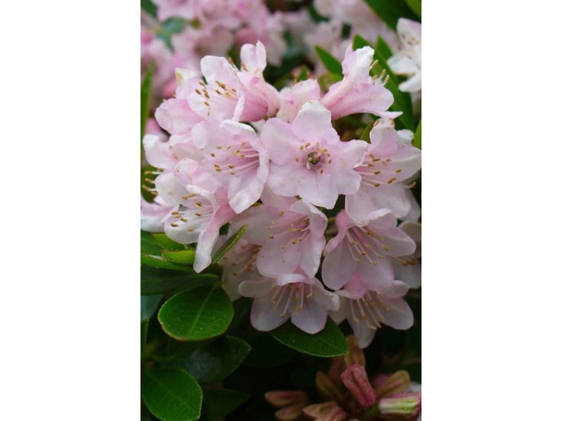 Rhododendron