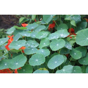 Capucine Blu Bio en pot avec feuilles vertes et fleurs orange.