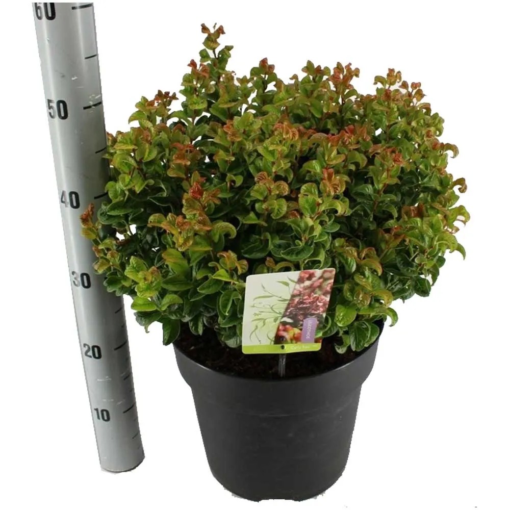 Traubenheide Curly Red Leucothoe axillaris kaufen bei OBI