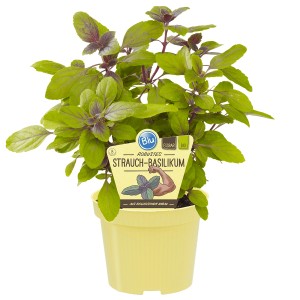 Basilic arbustif bio Blu en pot, feuilles vertes et violettes. Herbes aromatiques pour le jardin.