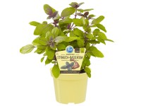 Strauchbasilikum Ocimum kilimandscharicum Topf Ø ca. 12 cm