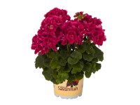 Stehende Geranie Savannah Pelargonium Topf Ø 12 cm