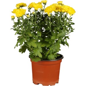 Gelbe Herbst-Chrysantheme im Topf, ca. 10 cm hoch, Topf-Ø ca. 11 cm. Winterharte Gartenblume.