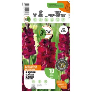 Confezione di gladioli Black Star, bulbi da fiore rosso vino, 10 pezzi per aiuole e giardini.