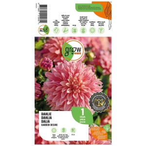 Confezione Grow by OBI Dalia Garden Desire Rosa, fiore rosa chiaro e pieno.