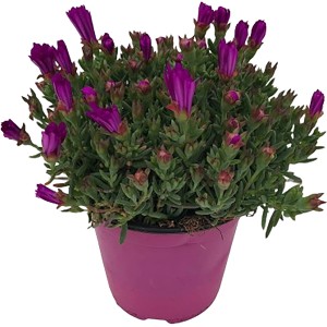 GROW by OBI Gazania en pot, env. 14 cm, avec fleurs violettes. Plante d'extérieur pour emplacements ensoleillés.