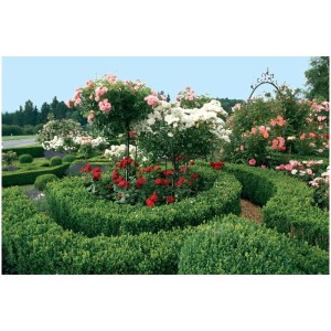 Giardino curato con siepi di bosso e rose in fiore, fertilizzato con Neudorff Azet Buxus.