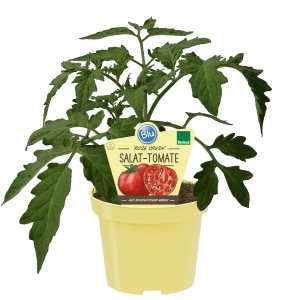Blu Pomodoro Rose Crush in vaso, ca. 12 cm. Pianta di pomodoro da insalata con foglie verdi in vaso giallo.