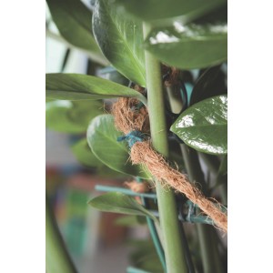 Ficelle de jardin verte Windhager (70 m) en jute pour fixer les plantes dans le jardin.