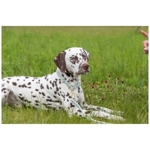 Dalmatian che indossa un collare Trixie Soft Rope Salbei-Mint Zug-Stopp. Collare per cani Ø 10 mm, circonferenza 45 cm.
