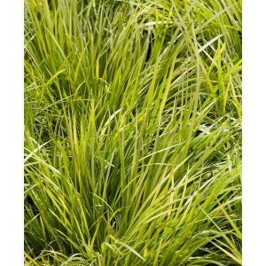 Calamo aromatico nano 'Ogon' in vaso, pianta acquatica verde con strisce gialle.