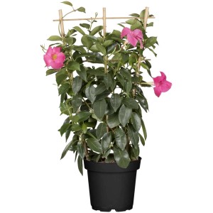 Dipladenia Sundevillea Rosa con spalliera in vaso, pianta da contenitore con fiori rosa.