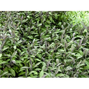 Sauge officinale bleue (Salvia) en pot, feuilles vertes et bleutées, herbes de cuisine.