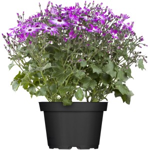 Cineraria in vaso con fiori viola e bianchi, adatta per fioriere da balcone.