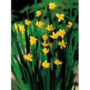 Sisyrinchium californicum giallo in vaso, una pianta decorativa per laghetti.