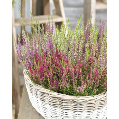 Erica fiorita «Beauty Ladies-Twins» vaso Ø ca. 13 cm Calluna