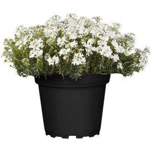 Iberis Candytuft in vaso, fiori bianchi, adatta per giardini rocciosi.